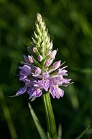 3130 Common Spotted Orchid Chris Gilbert, Ravenseye Gallery, Peak District, Photographs, Courses